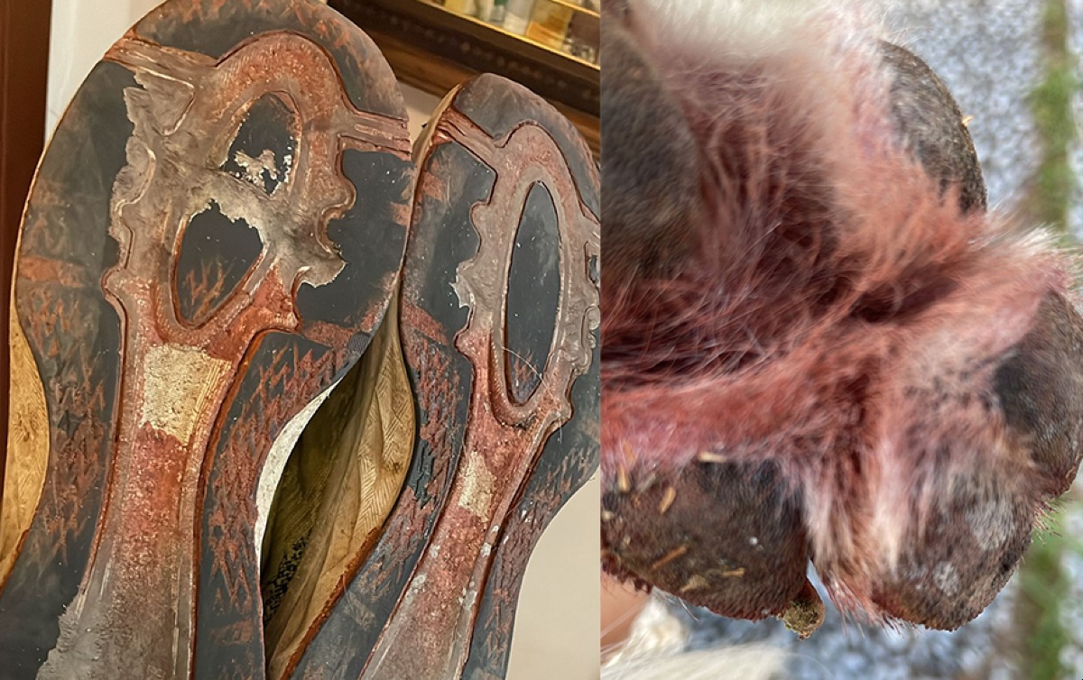 Aprilia - Passa sulla pista ciclabile, ma la vernice è ancora fresca: scarpe e zampe del cane diventano rosse - 