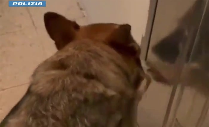 “Condominio della droga": grazie al fiuto di Nelly, scovati oltre 12 chili. - 