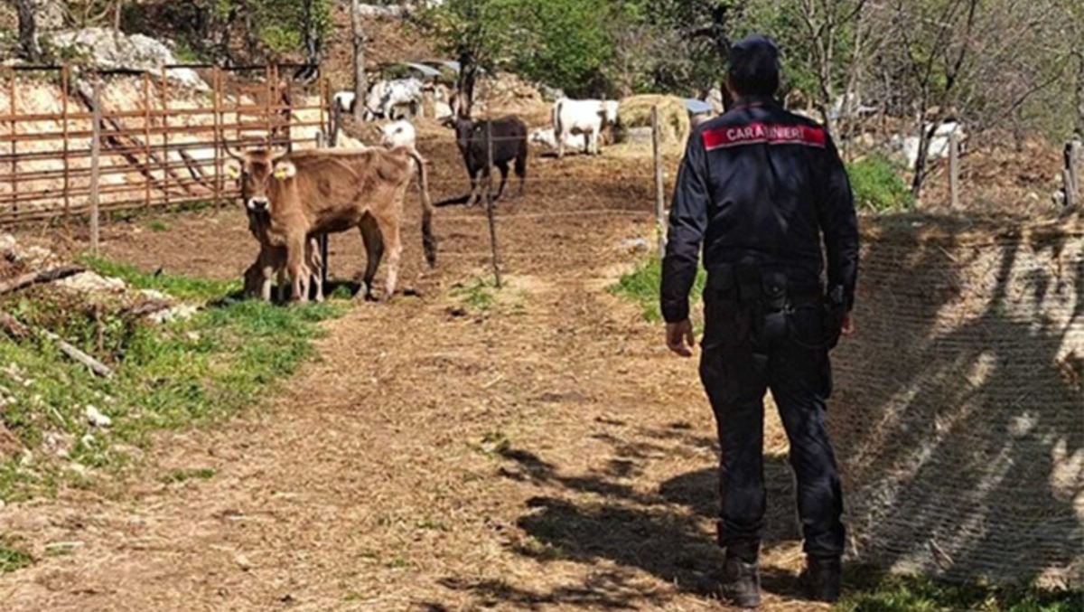 Movimentazione dei bovini, sanzionati 4 allevatori pontini. - 