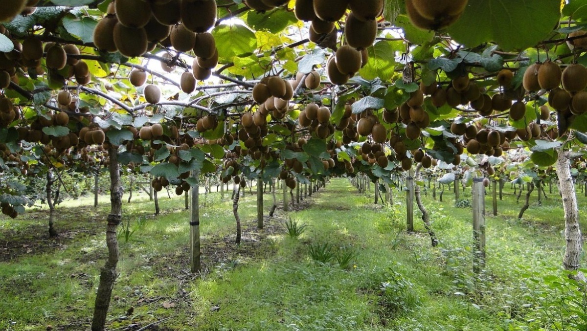 Lavoratori in nero nei campi di kiwi. Una denuncia in provincia di Latina. - 