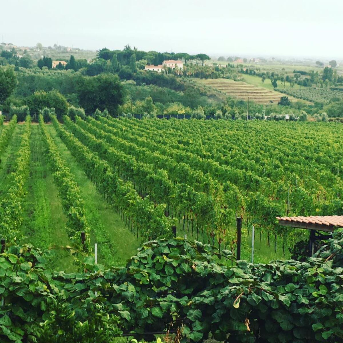 Caporalato, i controlli nel sud pontino: agricoltore denunciato - 