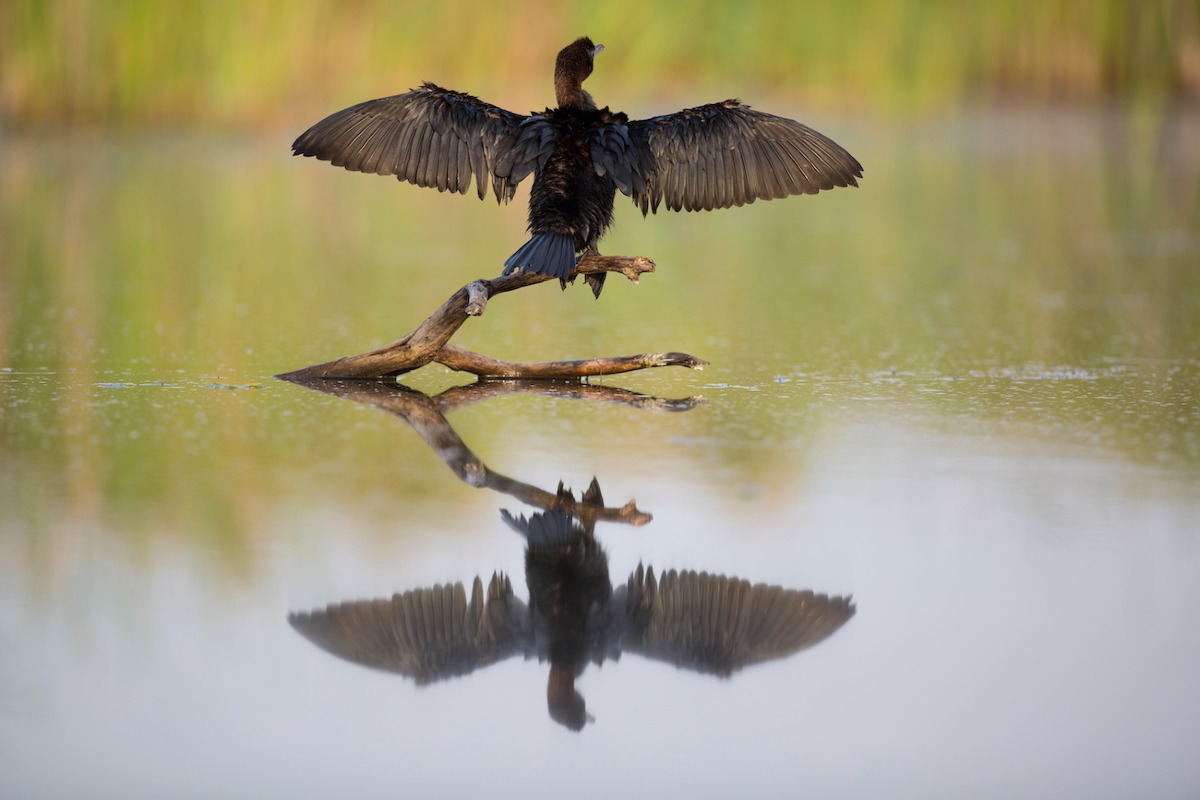 Renzo Mastracci - Ali