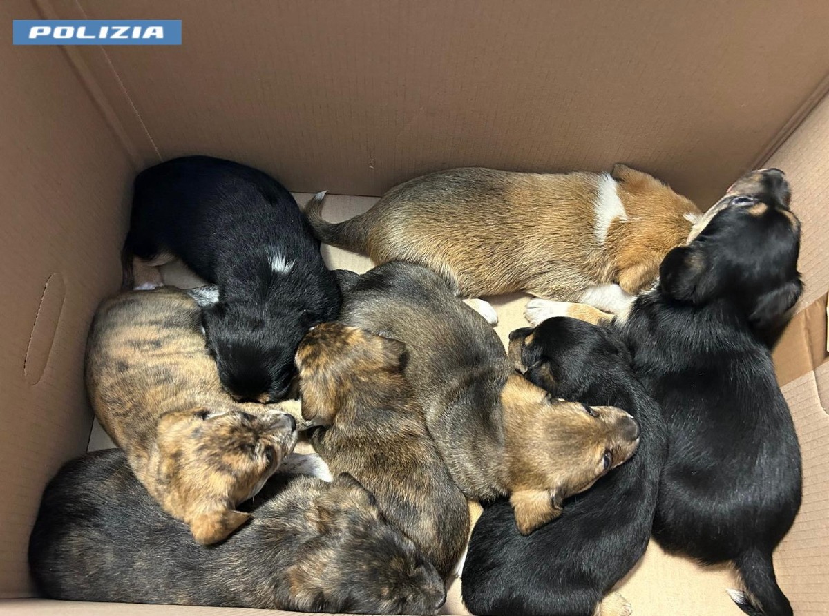 Cuccioli di cane salvati dalla Polizia