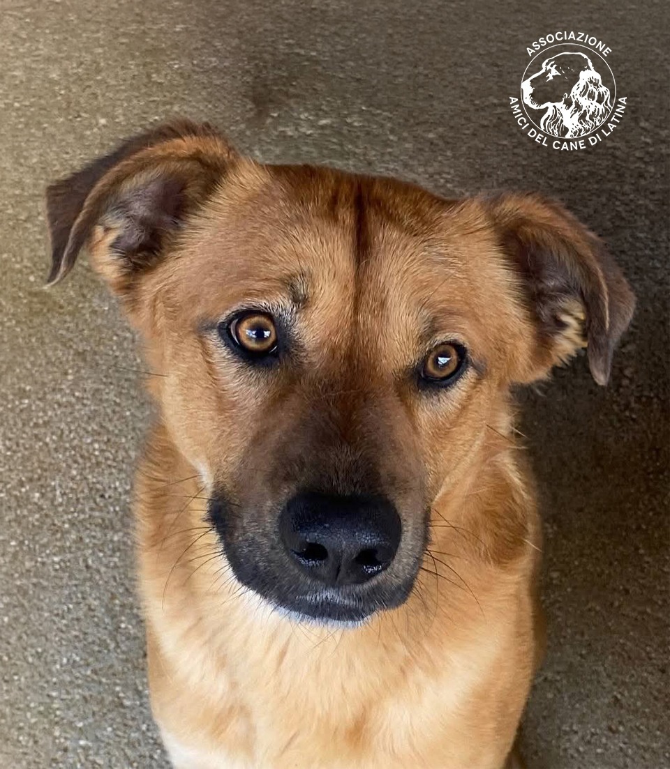 Amici del Cane Latina 