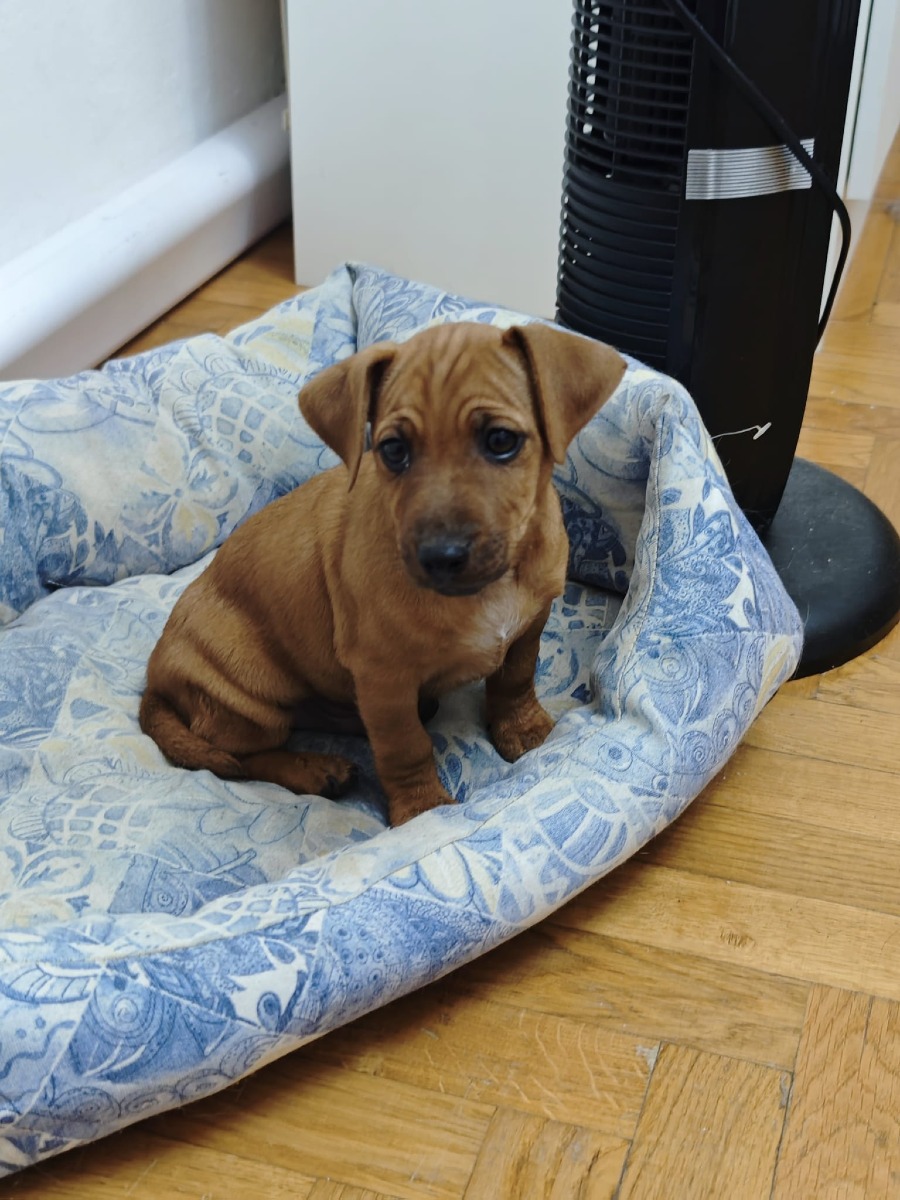 Cookie nella cuccia di Choco