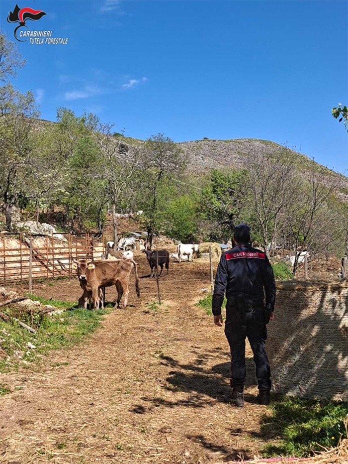 Carabinieri Minturno - sanzioni allevatori