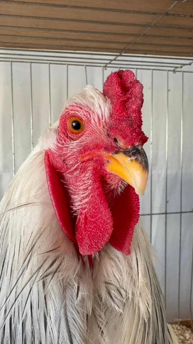 Mostra Agricola Campoverde 2026 - secondo weekend