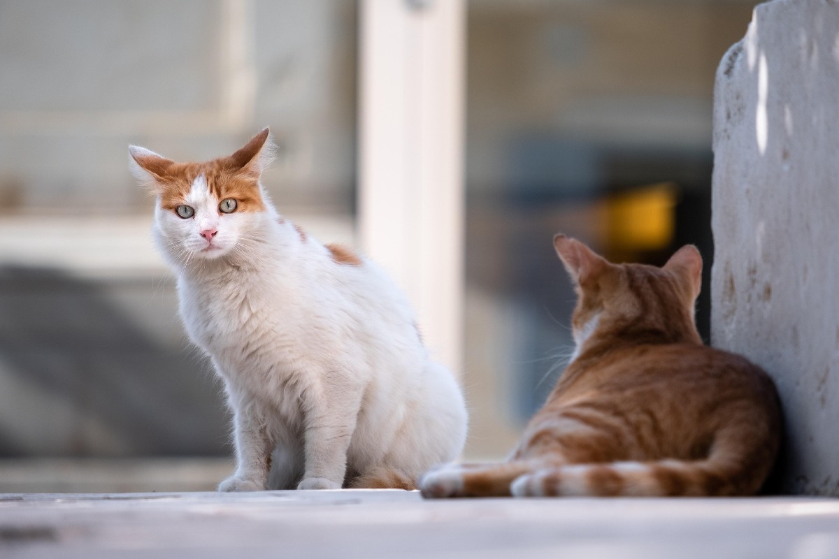 Furto di gatti, denunciato il presidente di un’associazione animalista pontina. - 
