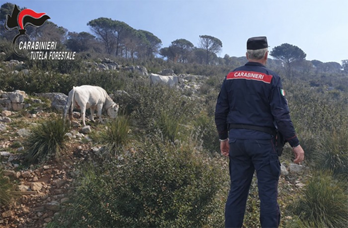 Mucche al pascolo invadono una proprietà privata: 2 denunce  - 