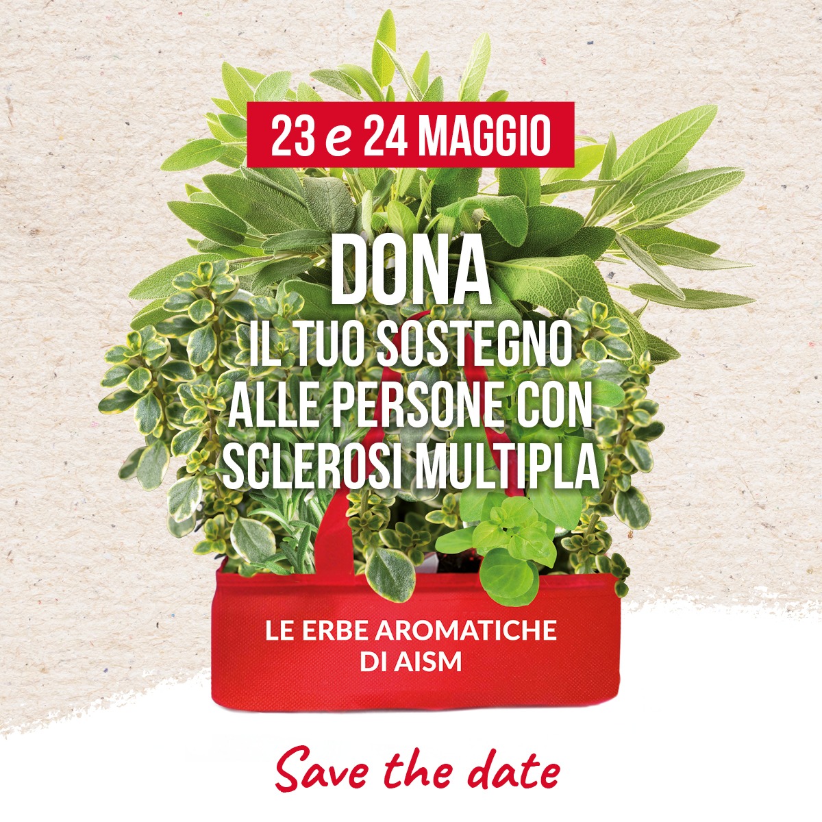 Le Erbe Aromatiche di AISM, il 23 e 24 maggio anche a Roma e provincia - 