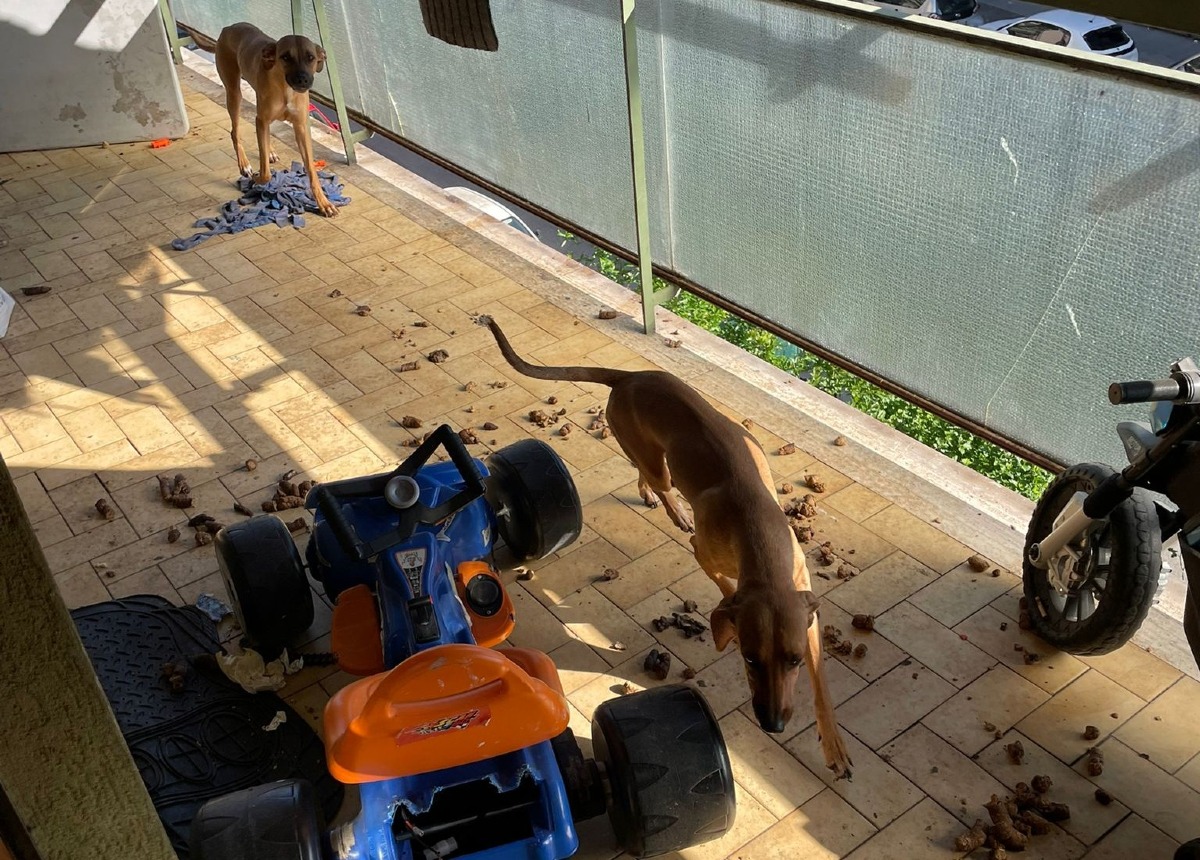 I Carabinieri salvano due cani trovati in condizioni critiche. - 