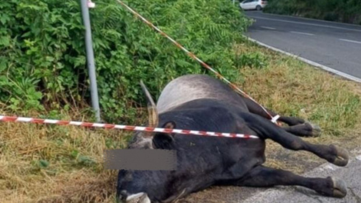 Via dei Laghi, auto contro un toro: morto l'animale - 