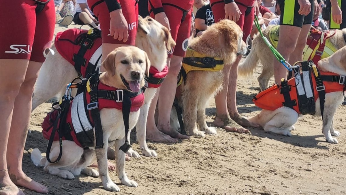 Mare Amico a Terracina, cani di salvataggio in azione - 