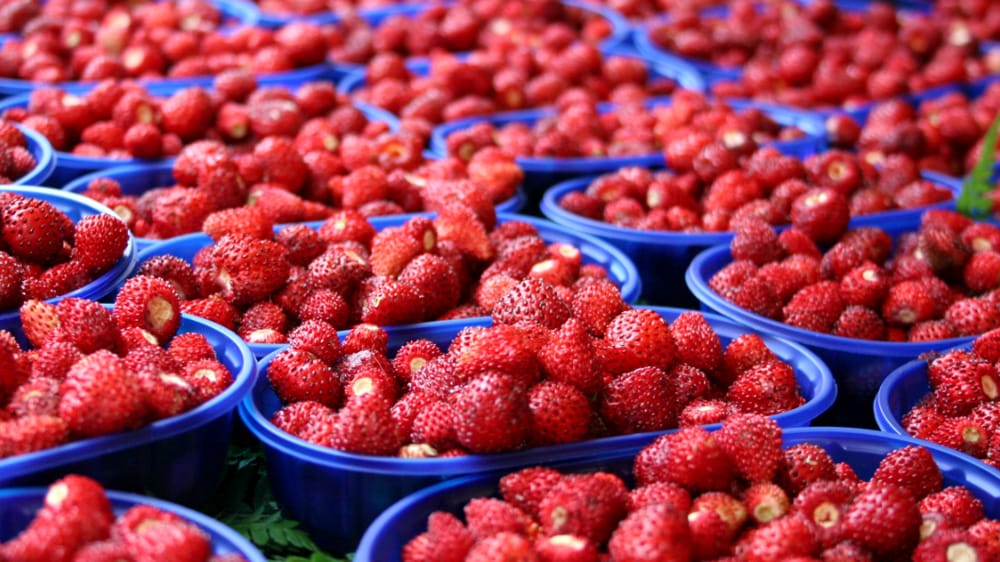 Nemi celebra oltre un secolo di storia con la Sagra delle Fragole e LA Mostra dei Fiori. - 