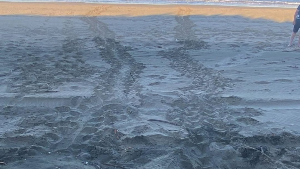 Primo nido di Caretta Caretta sulla spiaggia di Sabaudia - 