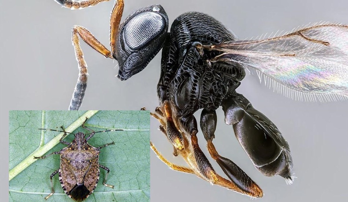 Cimice asiatica, anche a Latina i primi lanci della vespa samurai per combatterla - 