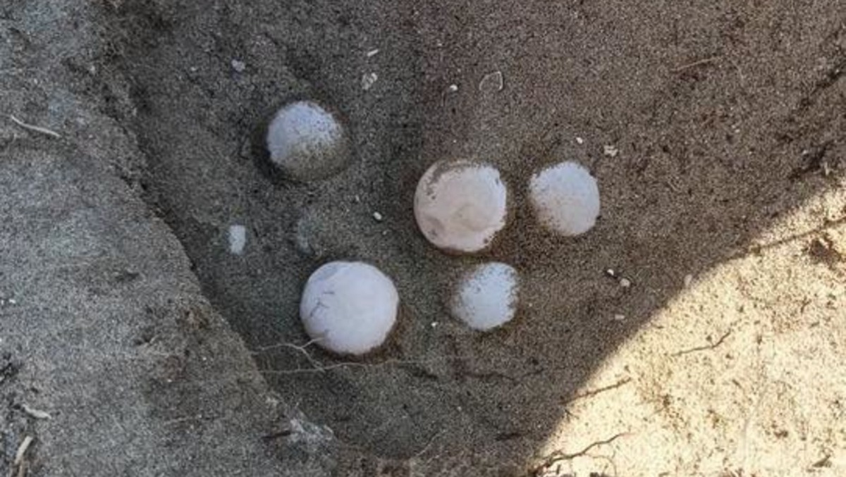 Un nido di Caretta Caretta sulla spiaggia di San Felice Circeo - 