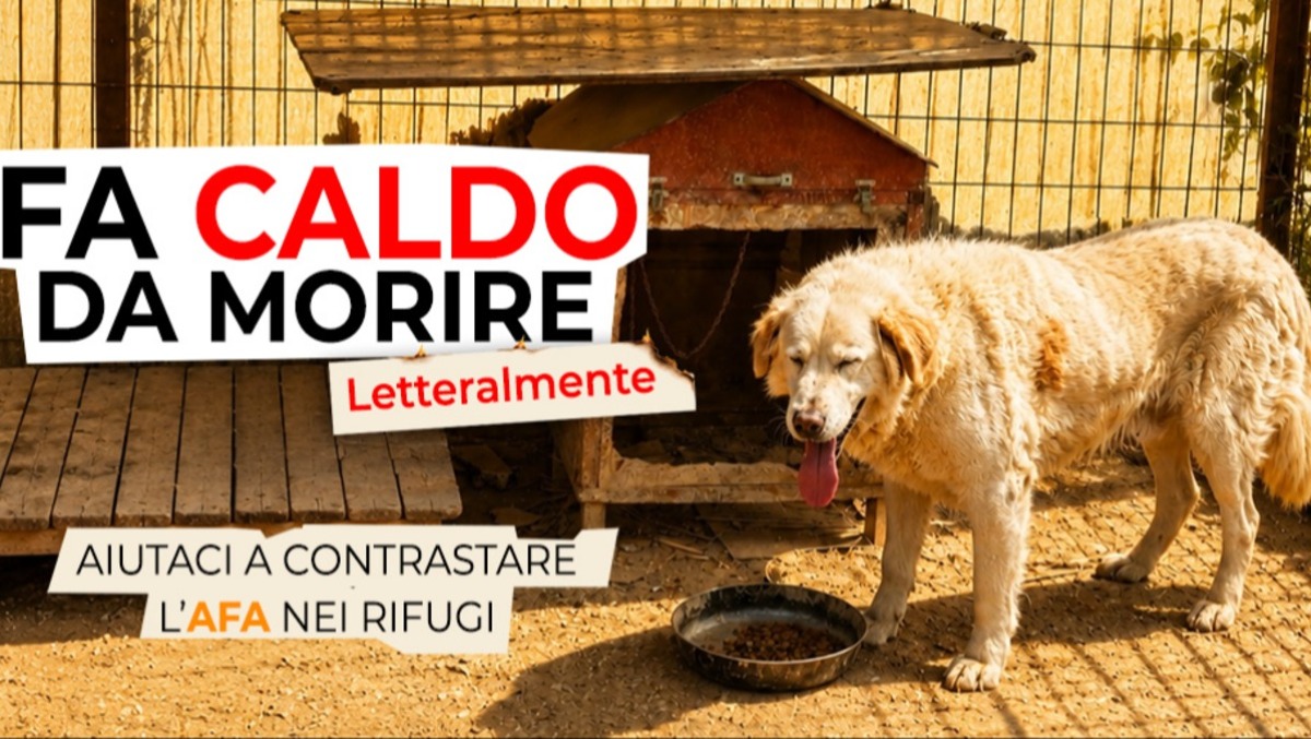  L’OIPA lancia “Emergenza caldo”: l’appello è per salvare dall’afa centinaia di cani e gatti nei rifugi - 