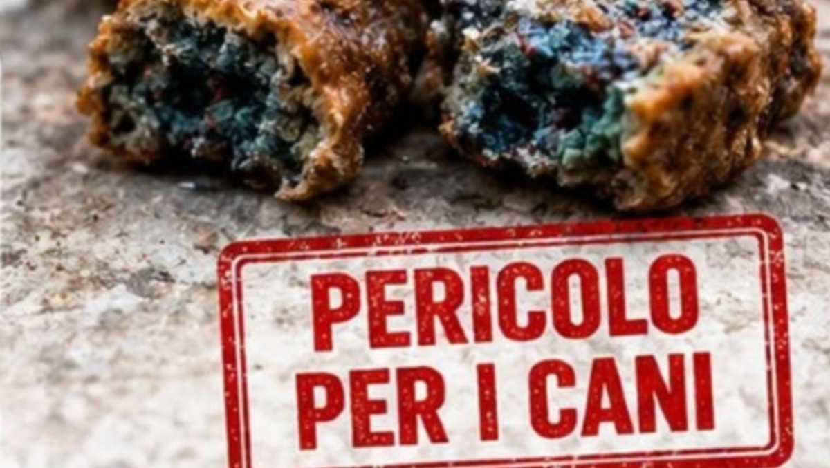 Polpette avvelenate a Nettuno: è massima allerta per cani e gatti. - 