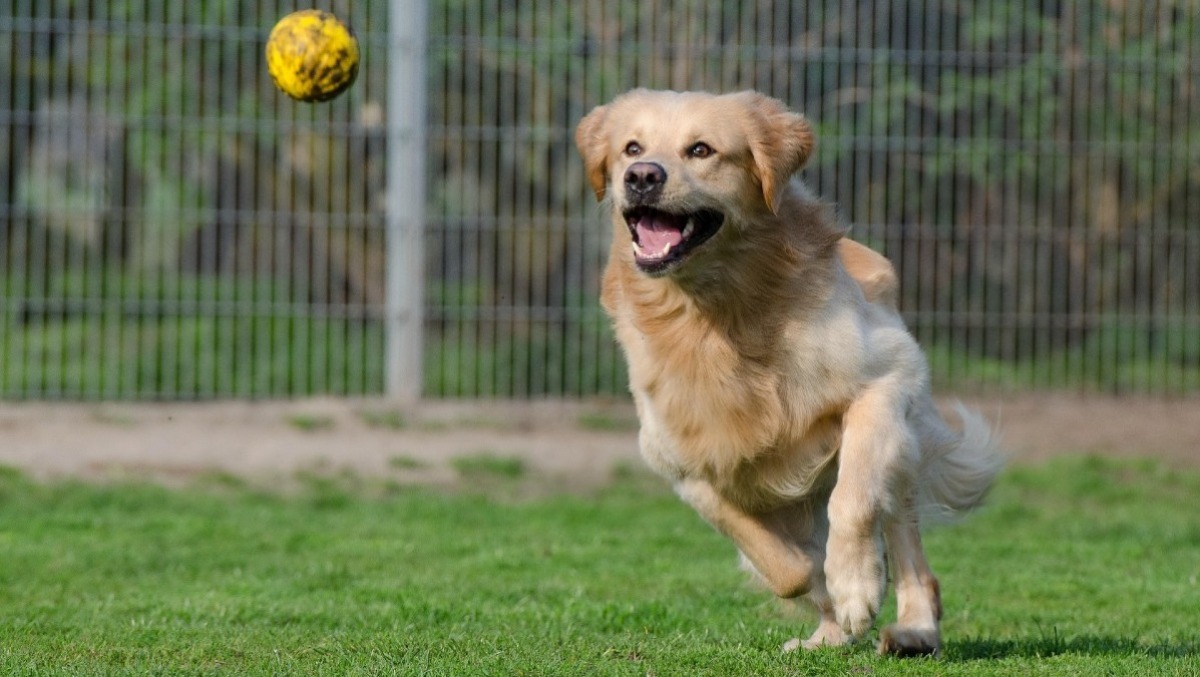 A Cori si aprono le porte del nuovo rifugio “Chance for Pets”. - 