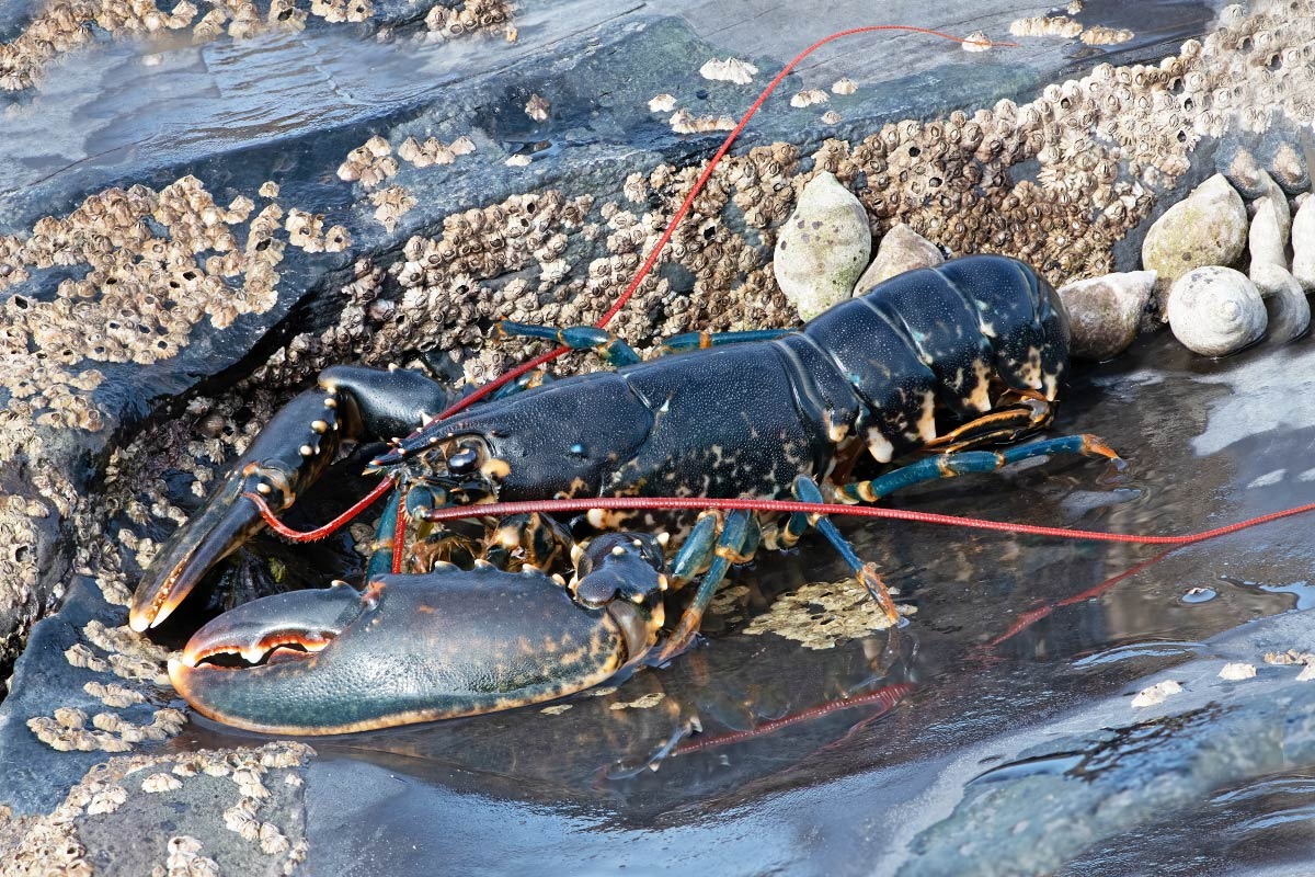 BlueSeed Ponza, liberati oltre mille esemplari di astice europeo - 