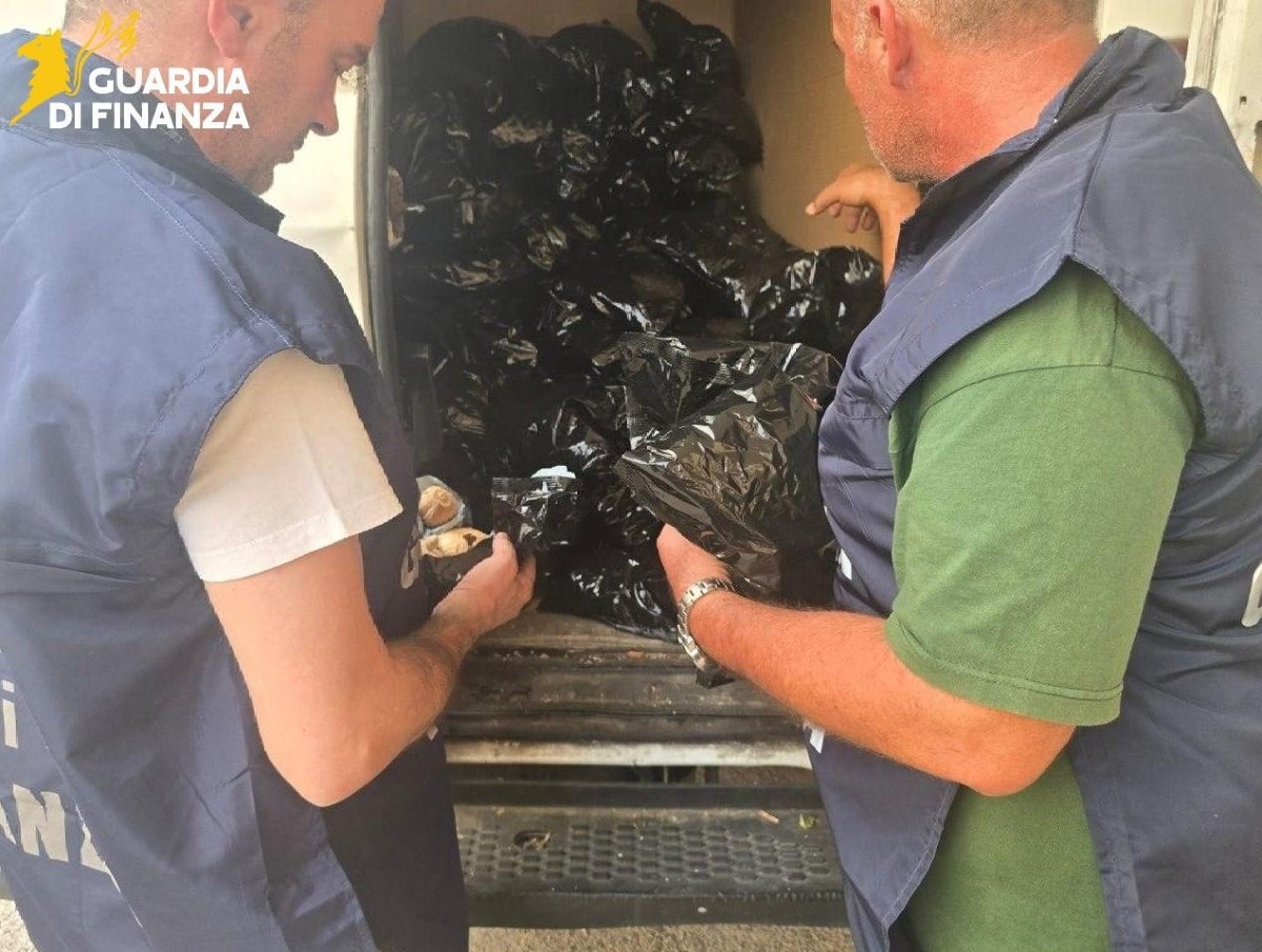 Aprilia - La Guardia di Finanza sequestra 20mila bulbi di papavero da oppio - 