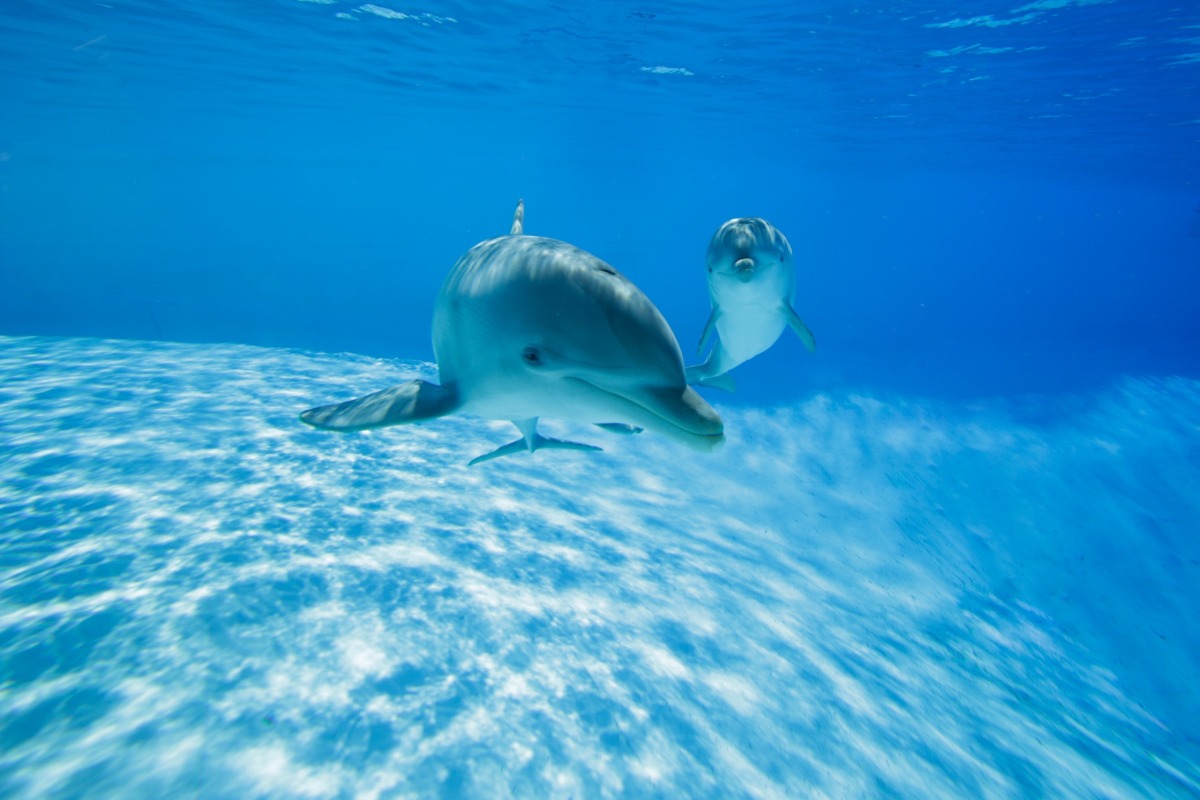 delfini Zoomarine