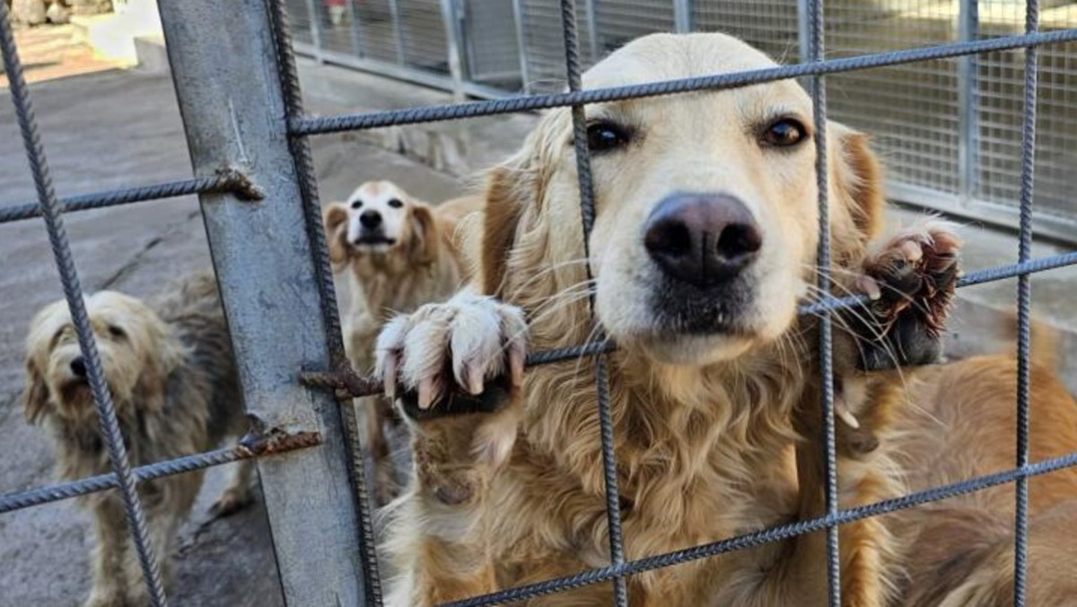 Gabbie roventi e buio pesto: scoperto l'inferno dei sei cani a Maenza, denunciato il proprietario. - 
