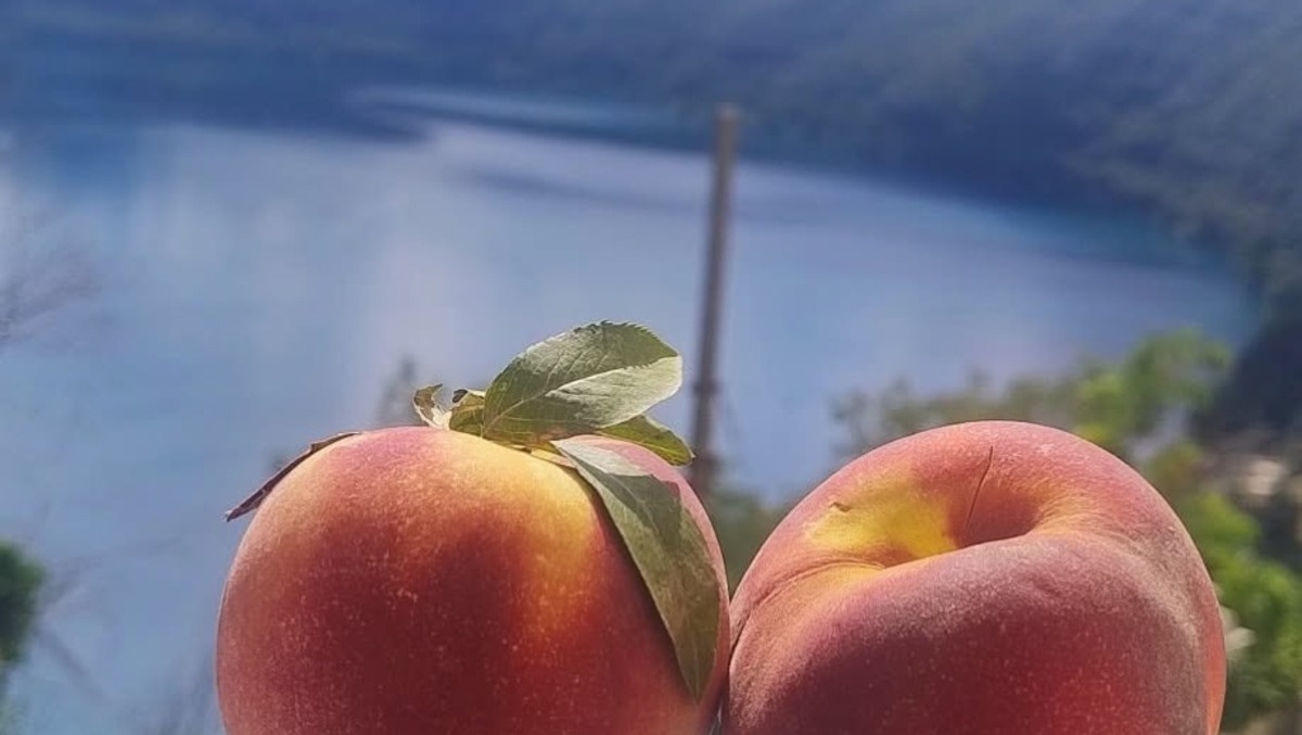 Sette giorni di festa a Castel Gandolfo per i 90 anni della Sagra delle Pesche. - 