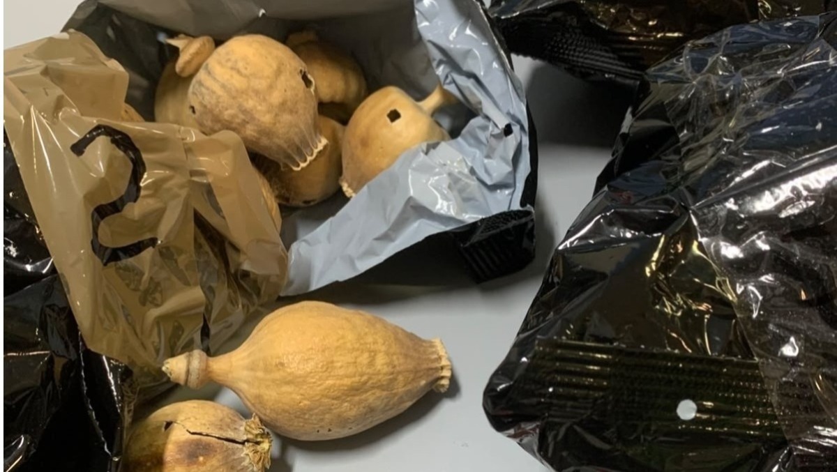 Bulbi di oppio in un negozio etnico di Latina: il sequestro della Polizia. - 