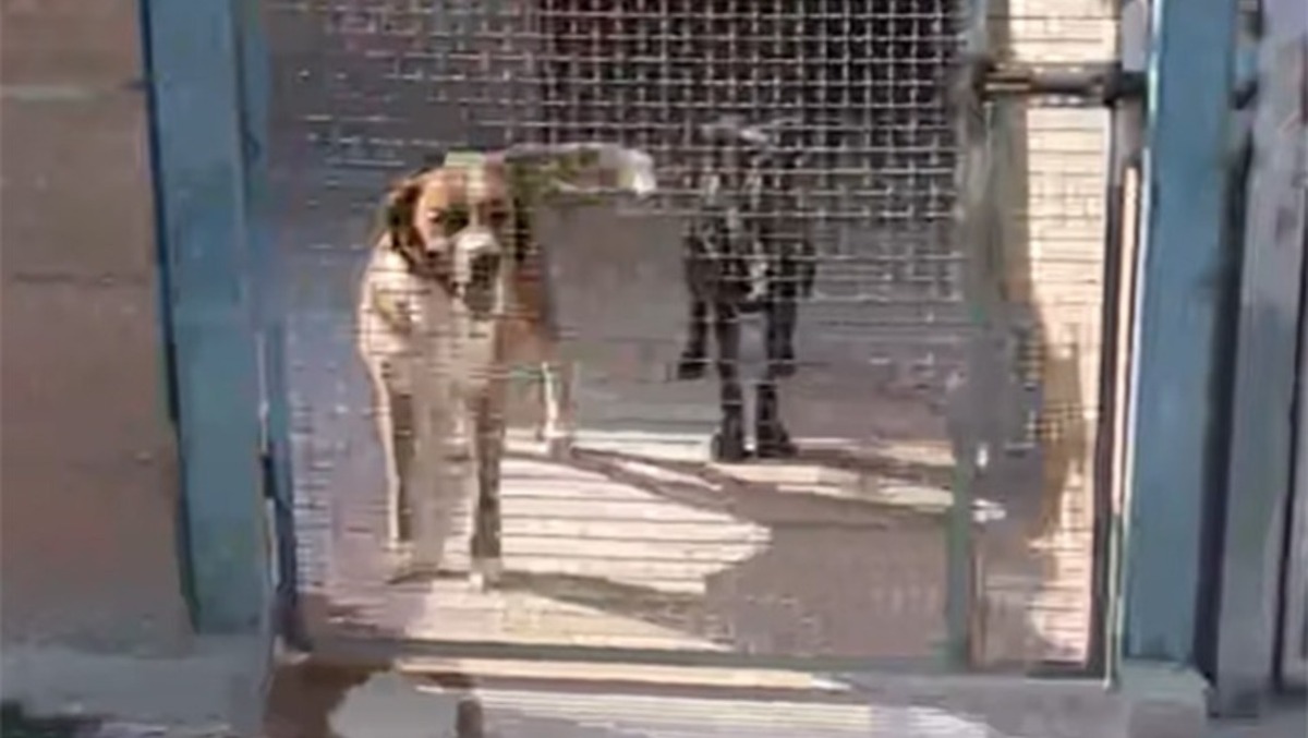 Velletri, canile assediato dalle fiamme per due volte: animali salvi. Scatta l’appello. - 