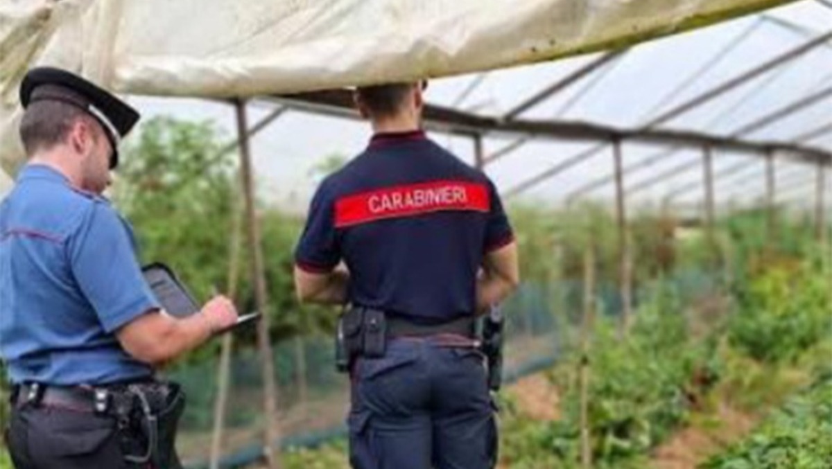 Blitz nei campi di kiwi a Sermoneta: 3 denunce e attività sospesa per lavoro nero. - 