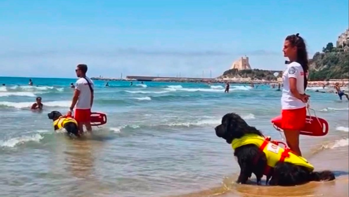 Un aiuto speciale a quattro zampe: a Sperlonga tornano i cani bagnino! - 