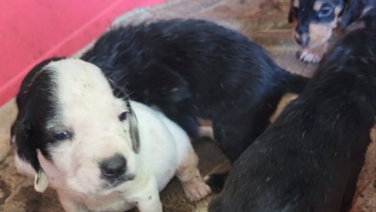 Aprilia - Cuccioli in uno scatolone abbandonati davanti ad un supermercato, "Aiutatemi a dargli una famiglia" - 