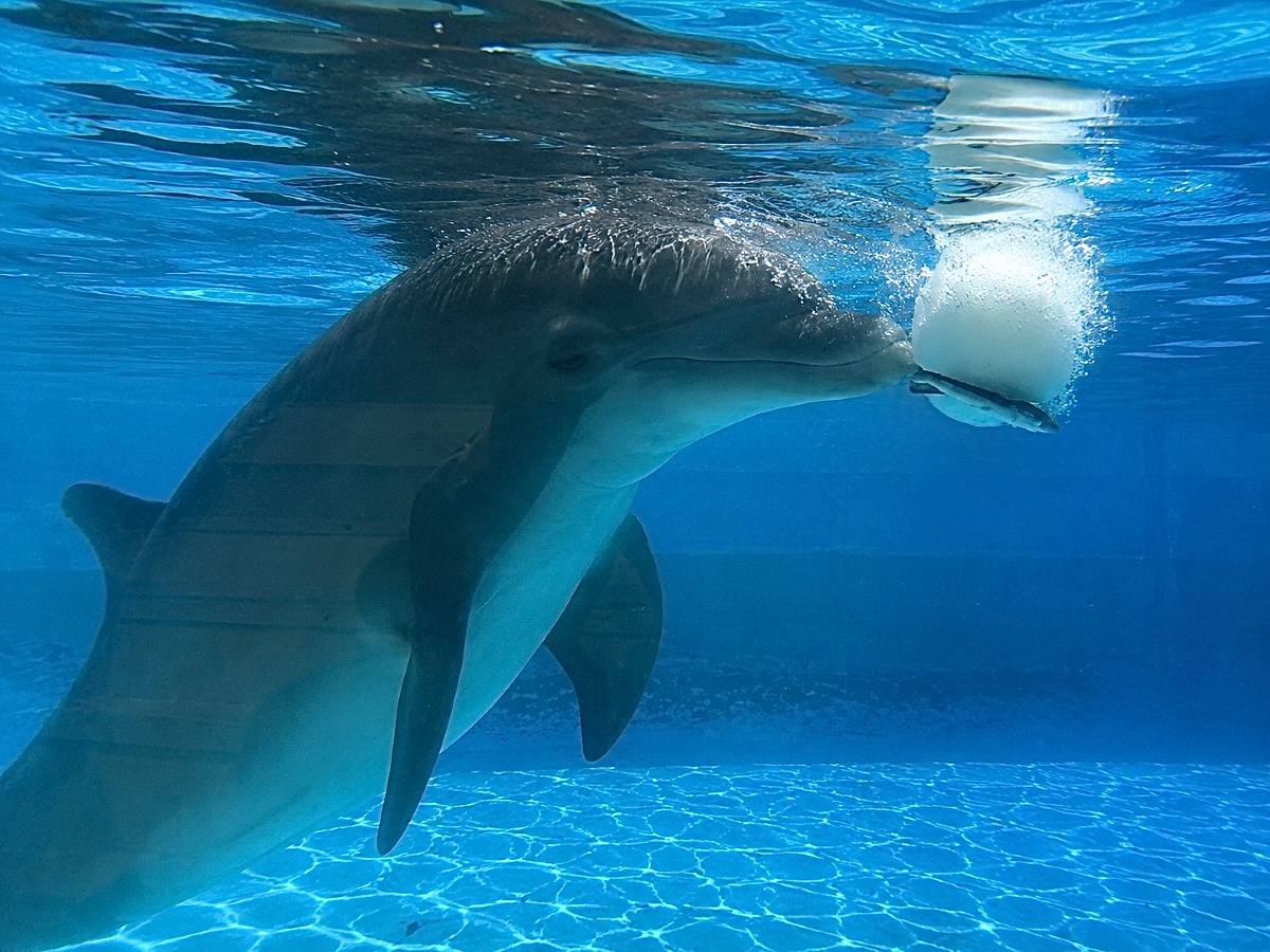 Quarta ondata di caldo: per i delfini di Zoomarine arrivano le torte di ghiaccio - 