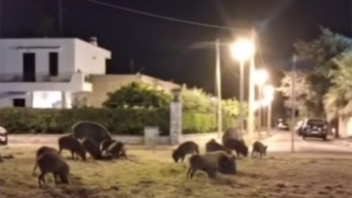 Piano d’emergenza per l'invasione dei cinghiali a Sabaudia, San Felice e Latina Lido. - 