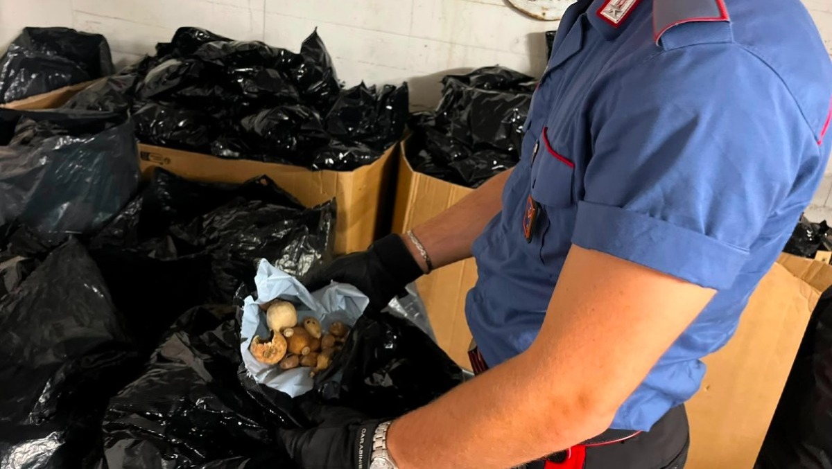 102 chili di papaveri da oppio sequestrati ad Ardea: 4 arresti nel blitz dei Carabinieri. - 