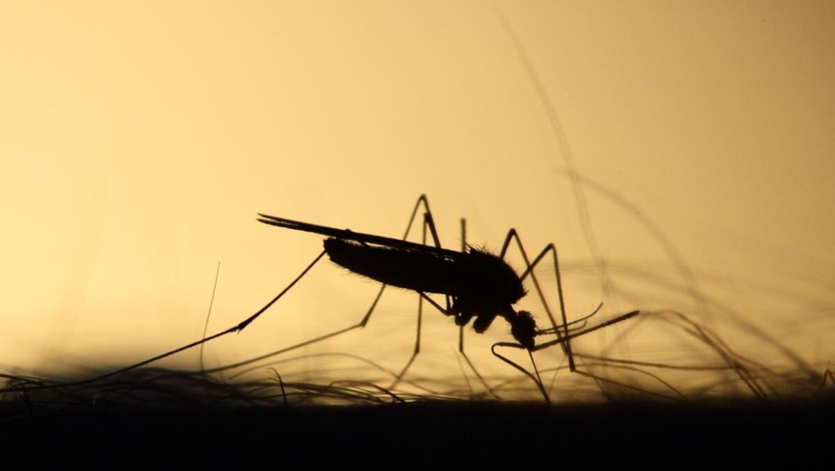 Virus West Nile: 71enne di Latina grave al Gemelli, la famiglia annuncia azioni legali per “ritardi diagnostici”. - 