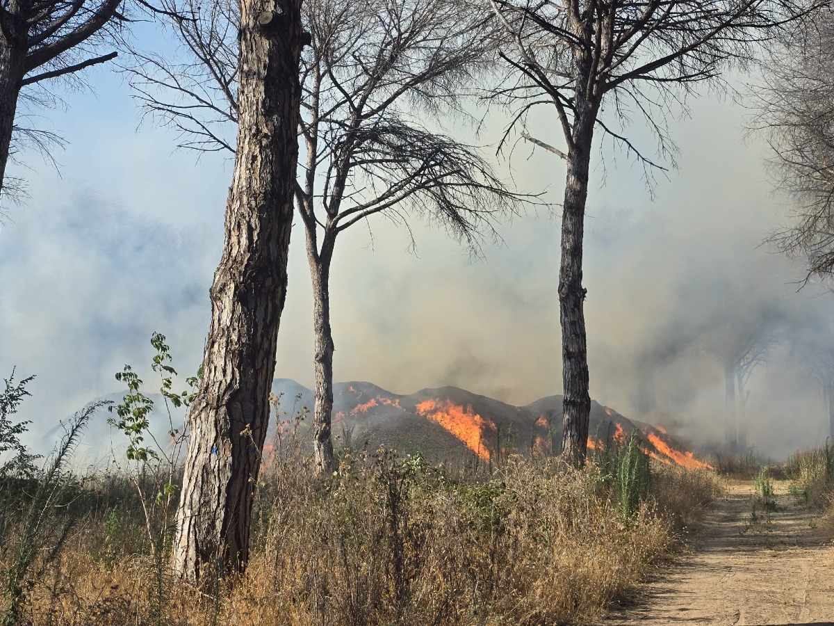 VASTO INCENDIO ALLA PINETA CAMPANA DI NETTUNO, OPERAZIONI COMPLESSE - 