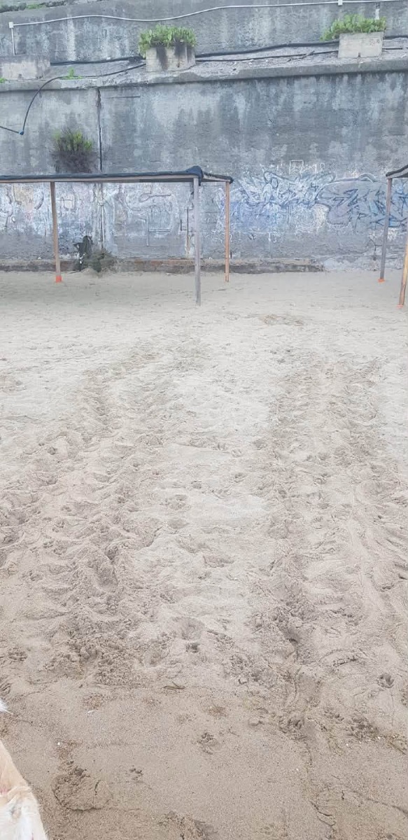 Anzio nido di Tartaruga Caretta caretta