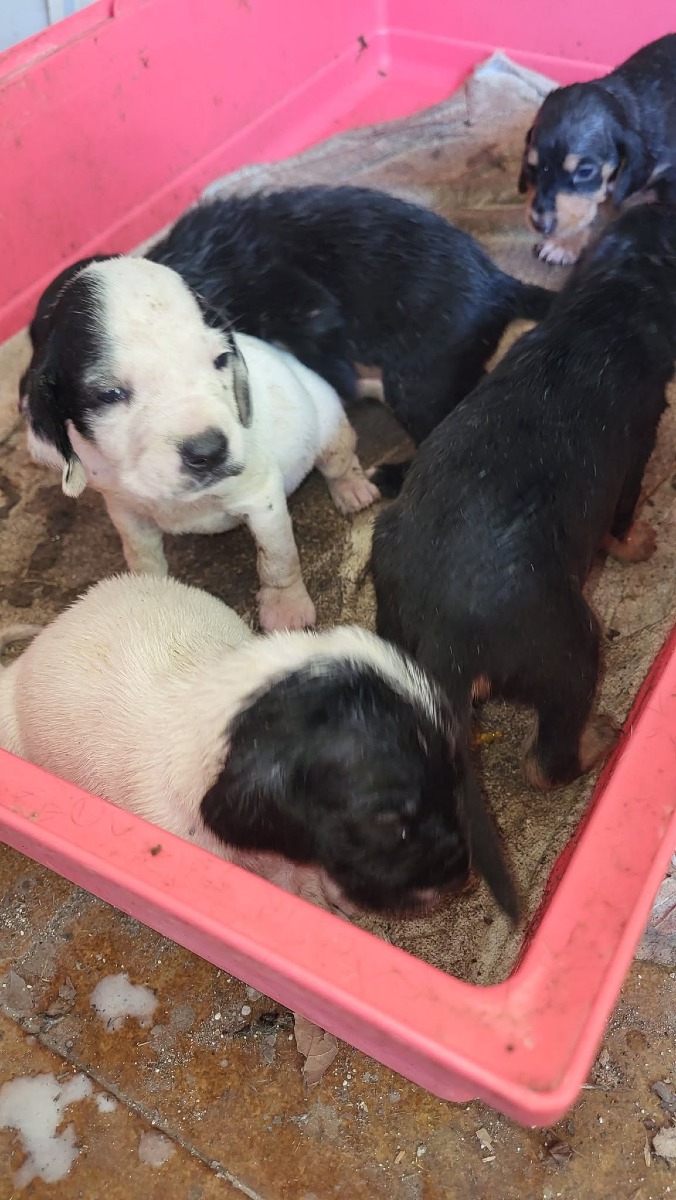 Cagnolini abbandonati 