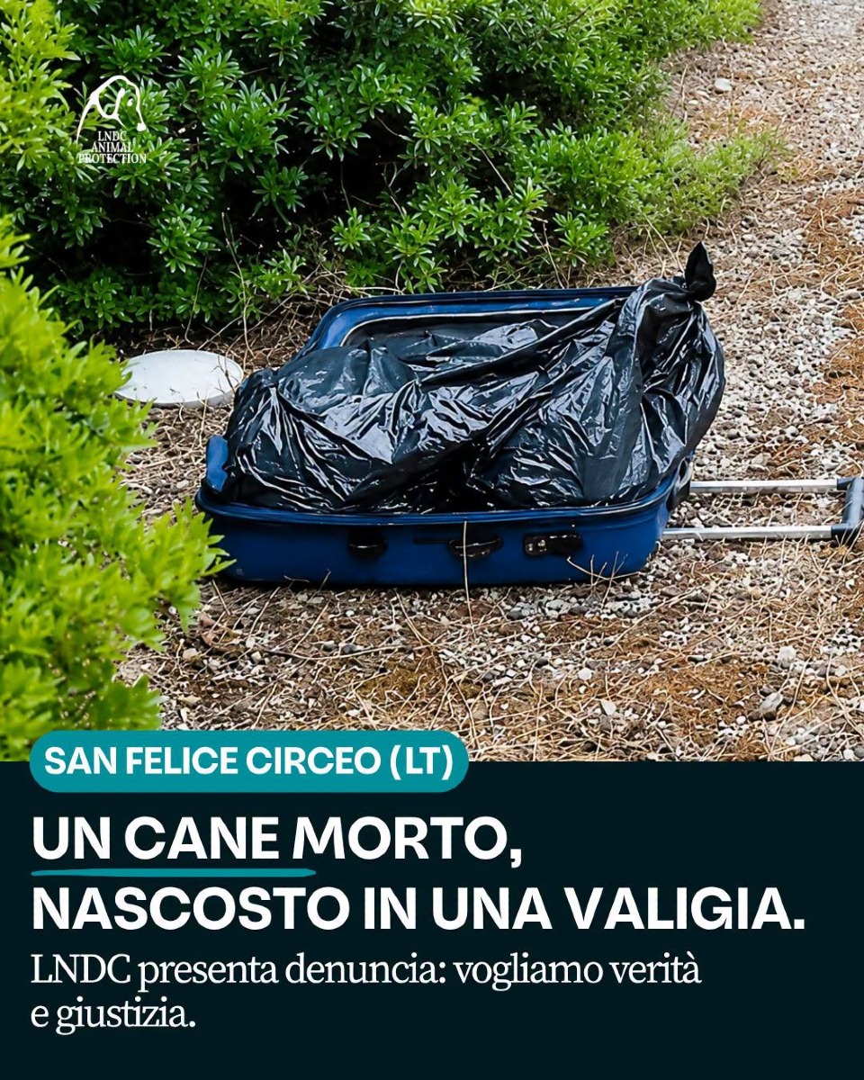 Cane nella valigia_San Felice Circeo