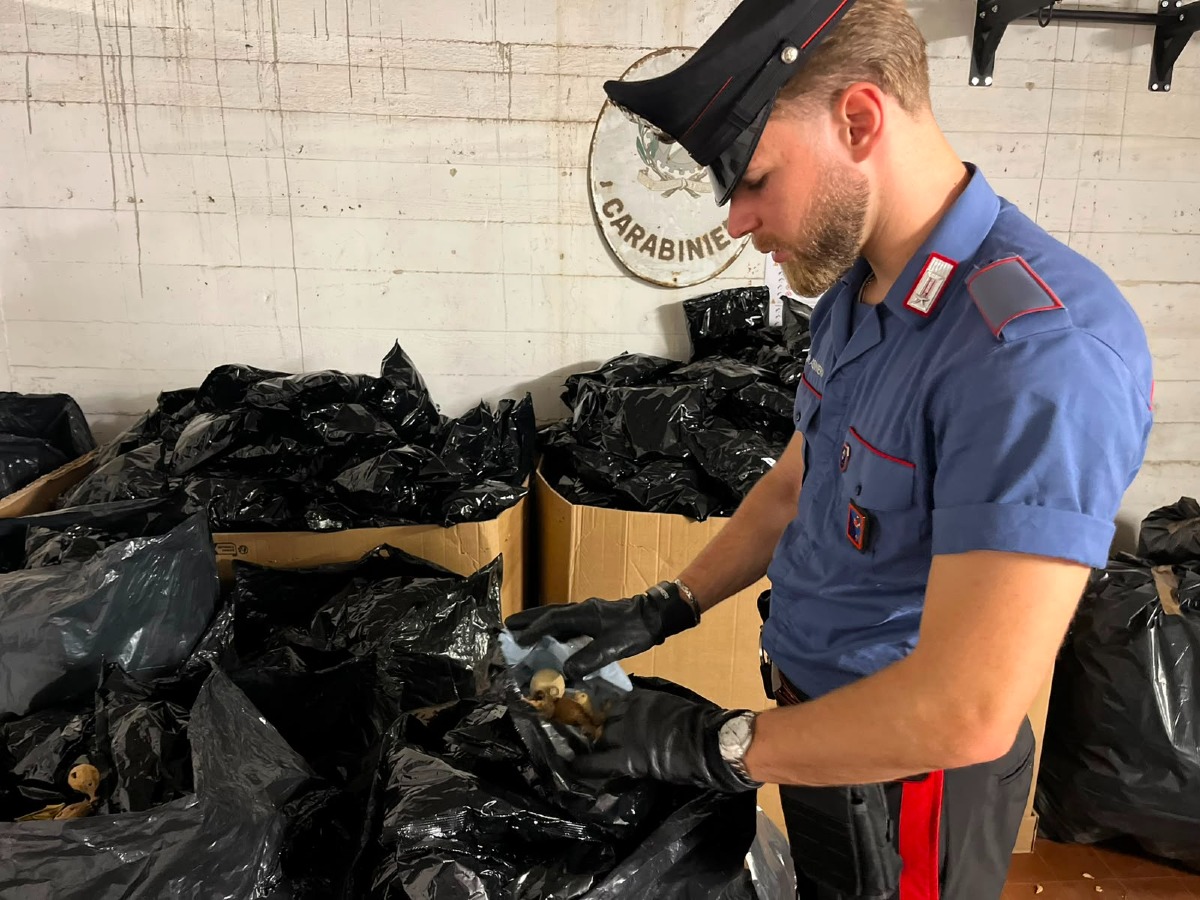 Papavero da oppio - 102 kg di sequestrati dai Carabinieri a Tor San Lorenzo