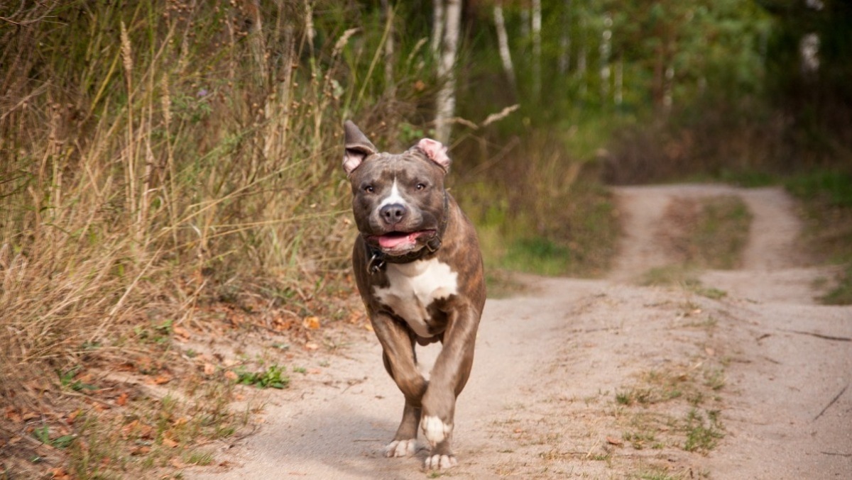 Amstaff aggredisce tre donne in casa, a Ciampino: nonna e nipote gravi in ospedale. - 