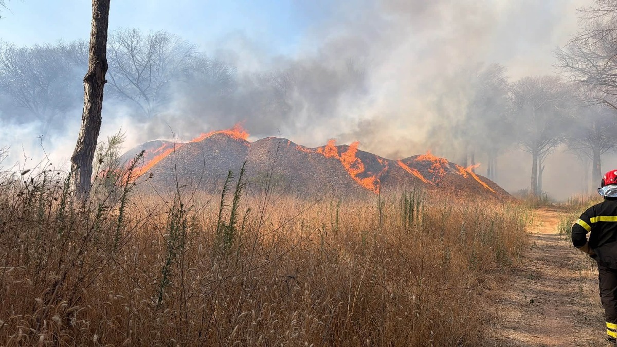 Continua a bruciare la pineta di via della Campana: canadair in azione questa mattina. - 