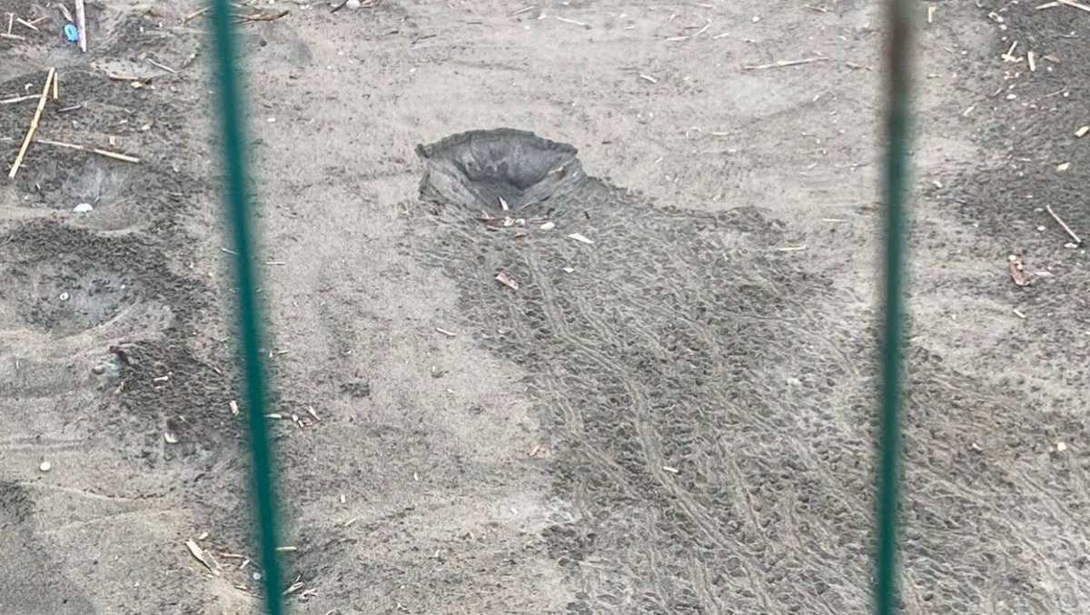 Caretta Caretta, si è schiuso il nido sulla spiaggia di Sabaudia  - 