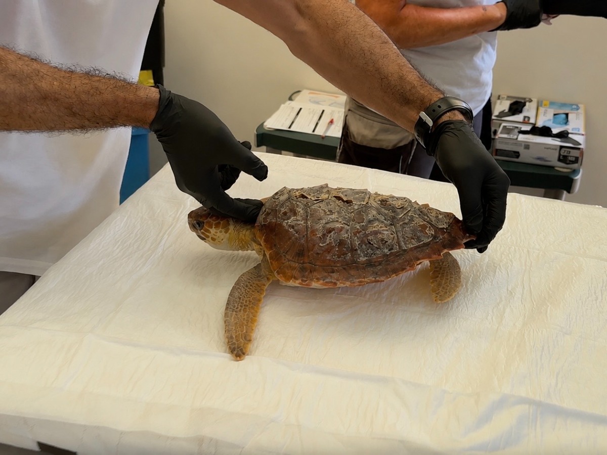 Tornerà libera la Caretta Caretta salvata a Maccarese, Zoomarine: "Diamogli un nome insieme" - 