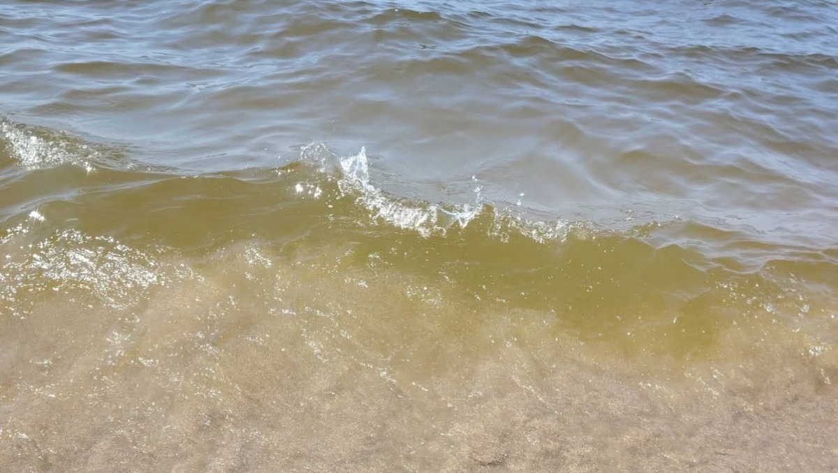 Microalghe nel mare di Latina, Arpa Lazio: "Fenomeno normale, favorito dalle alte temperature" - 