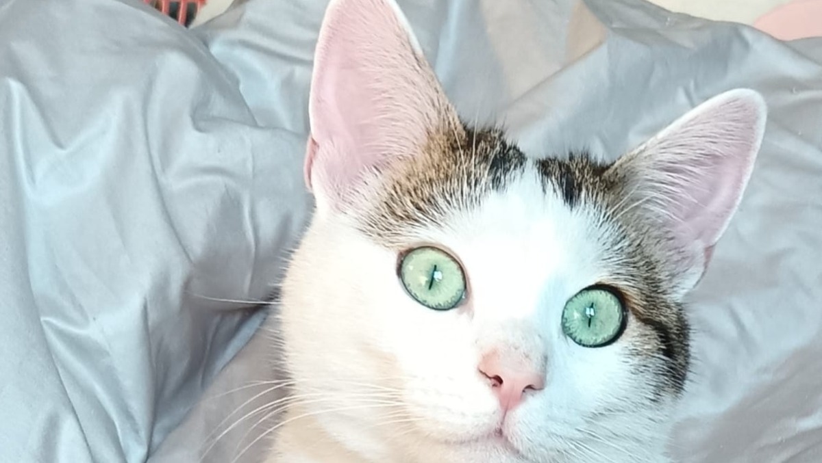 8 agosto, Giorno internazionale del gatto - 