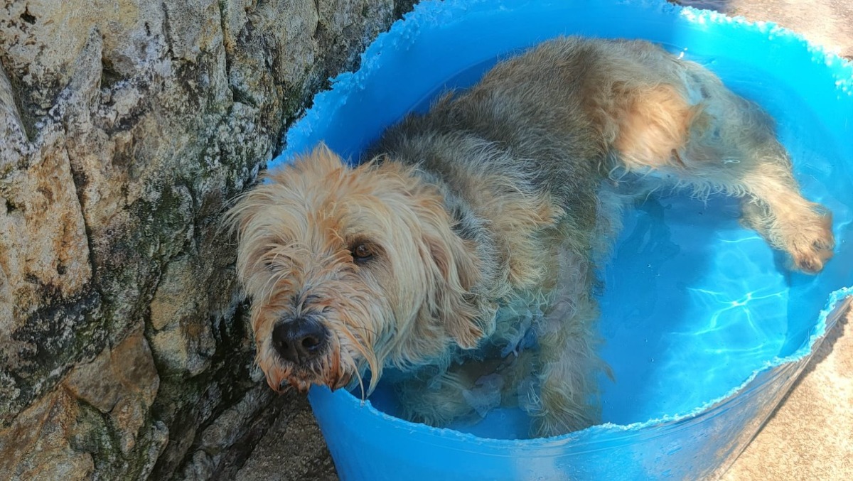 Ondate di calore e tutela degli animali, ordinanza anche a Terracina - 